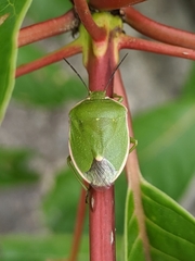 Chlorochroa persimilis