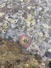 Megabalanus peninsularis