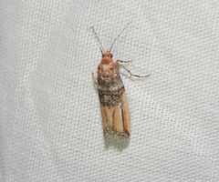 Dasypyga alternosquamella
