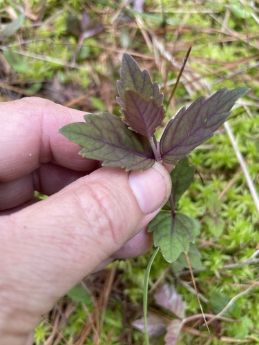 Carolina Water Horehound (Lycopus cokeri)