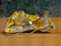 Argyrogramma verruca