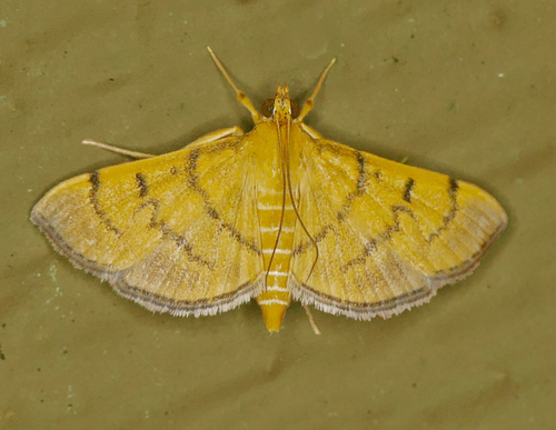 Bean-leaf Webworm Moth
