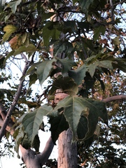 Platanus racemosa
