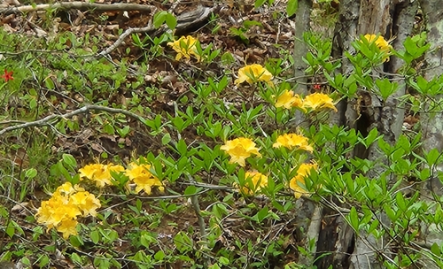 Image of Rhododendron calendulaceum by no rights reserved