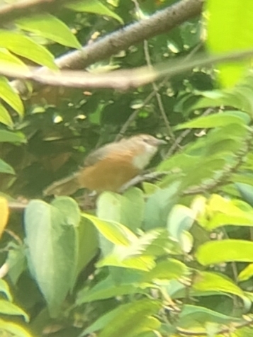 Tawny-bellied Babbler