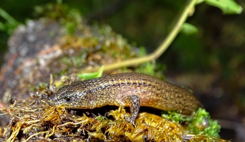Cali Shade Lizard, Alopoglossus vallensis
