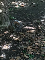 Sciurus carolinensis