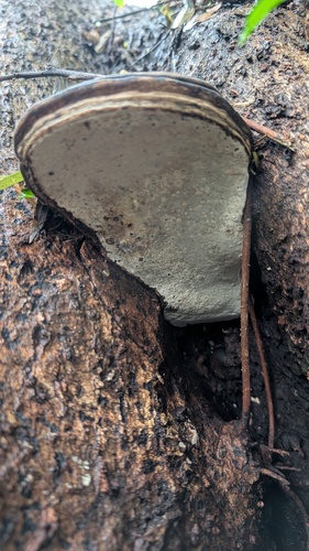Ganoderma applanatum