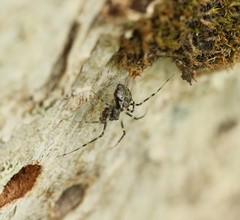 Drapetisca alteranda