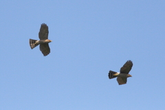 Accipiter virgatus fuscipectus
