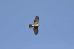 Accipiter virgatus fuscipectus