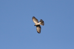Accipiter virgatus fuscipectus