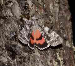 Catocala semirelicta