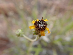 Helianthella microcephala