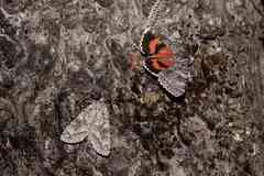 Catocala semirelicta