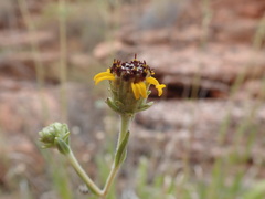 Helianthella microcephala