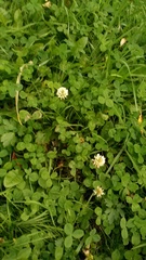Trifolium repens