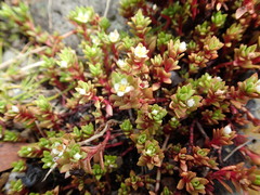 Crassula moschata