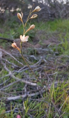 Hesperantha pilosa