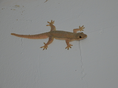 Hemidactylus platyurus