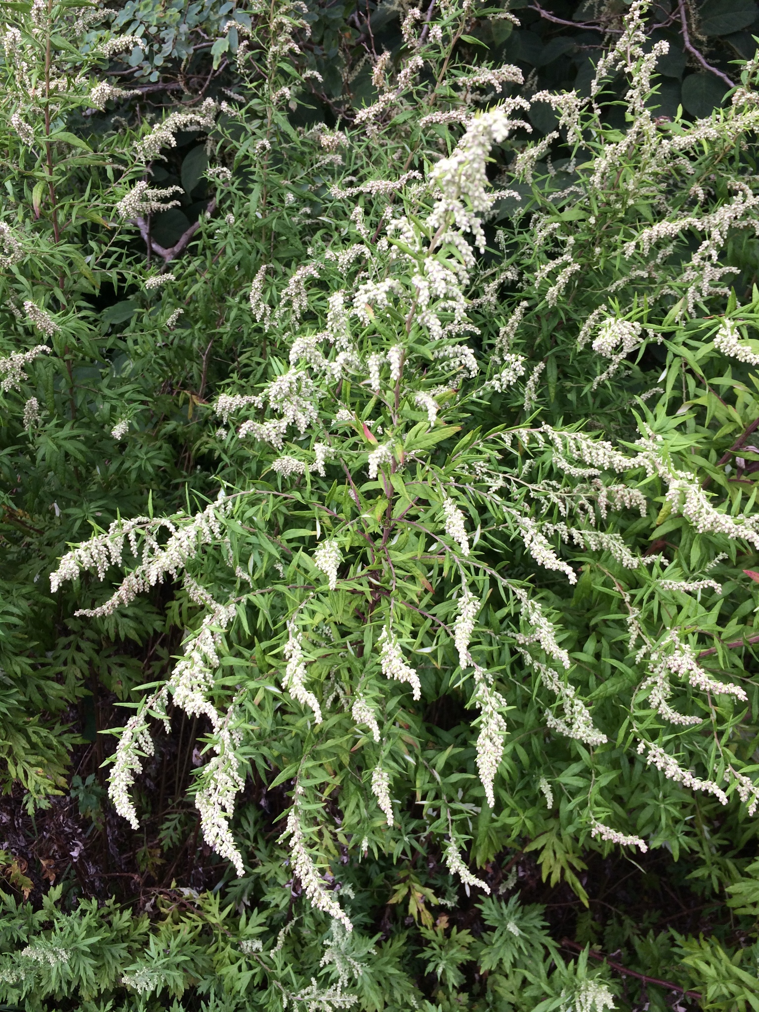 Artemisia vulgaris