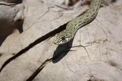 Malpolon insignitus fuscus