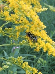 Megacyllene robiniae