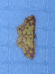 Geometridae