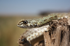 Malpolon insignitus fuscus