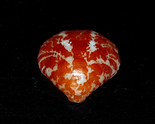 Frenulina sanguinolenta observed 2025-05-11