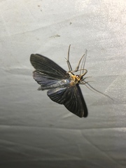 Lepidoptera