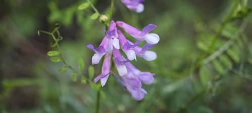 Vicia chinensis
