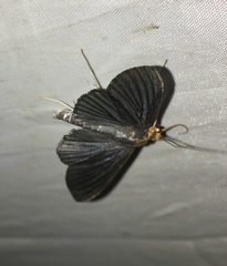 Lepidoptera