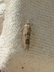 Eucosma tomonana