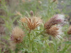 Cirsium arizonicum