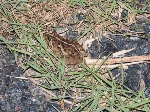 Fejervarya limnocharis