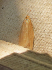 Clepsis clemensiana