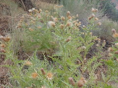 Cirsium arizonicum