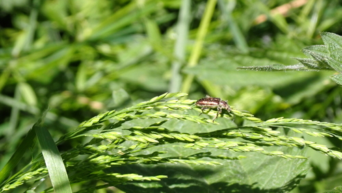 jewel reed beetle, Nieuwegein, Utrecht, Netherlands, photo 9 of 10