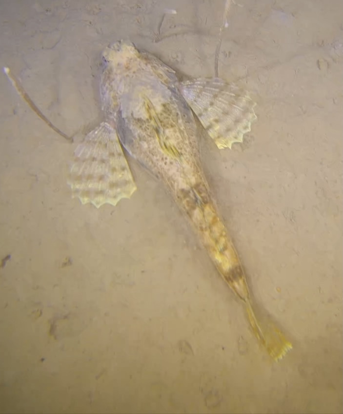 Arctic staghorn sculpin (Gymnocanthus tricuspis) — Cottidae