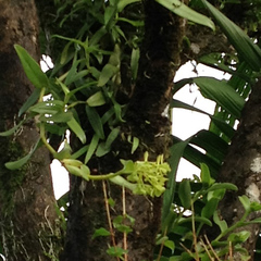 Image of Epidendrum melistagum