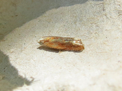 Eucosma raracana