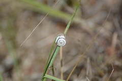 Helicella itala