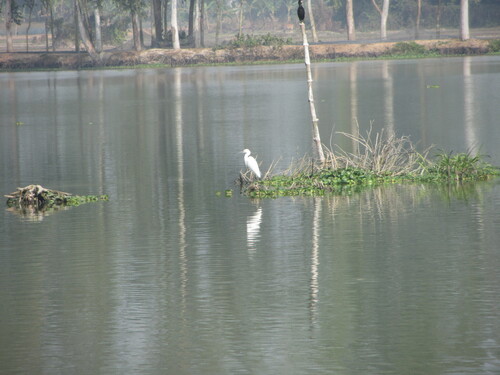 Little Egret