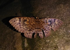 Erebus macrops