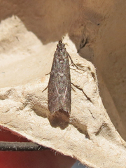 Pyla fusca