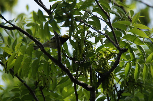 Black-throated Green Warbler