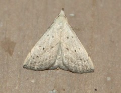 Macrochilo louisiana