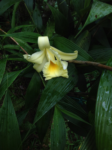 Sobralia xantholeuca, photograph 4