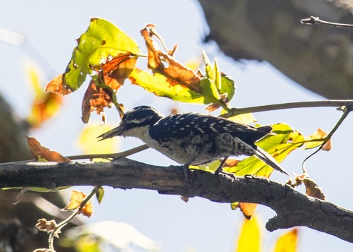 iNaturalist observation photo of Nuttall's Woodpecker
